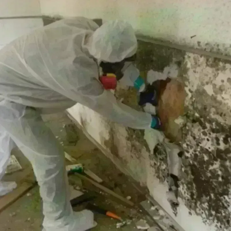 Mold Remediation and Removal in Harwich Center, MA